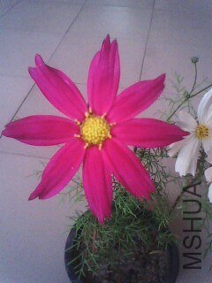 IMG0726A.jpg