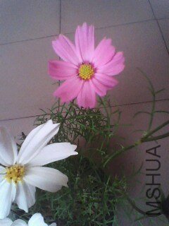 IMG0727A.jpg