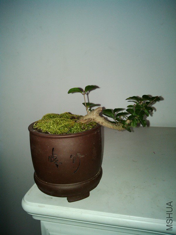 IMG_20121214_180749.jpg
