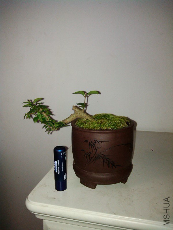 IMG_20121214_180830.jpg