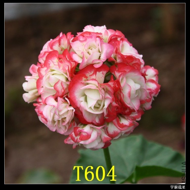 T604-0.jpg