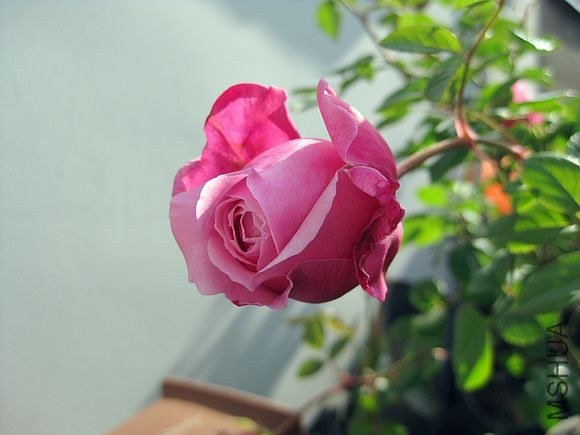 �¼��� 518.jpg