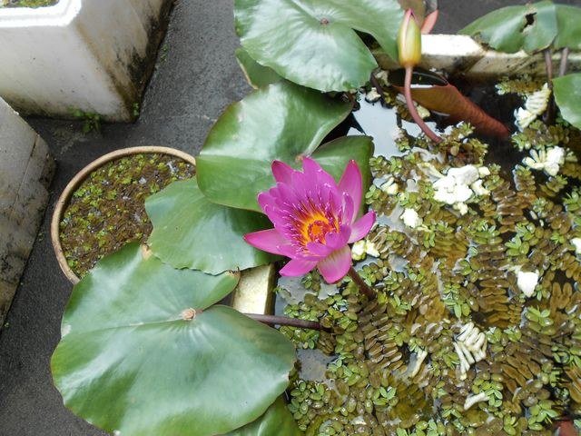 DSCN2520.jpg