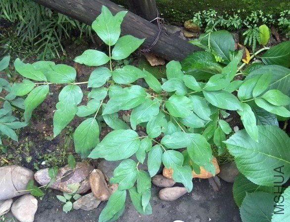 ��Ǩ��ĵ��