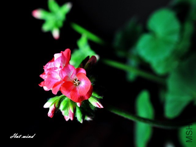 DSC_2773.JPG
