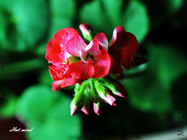 DSC_2774.JPG