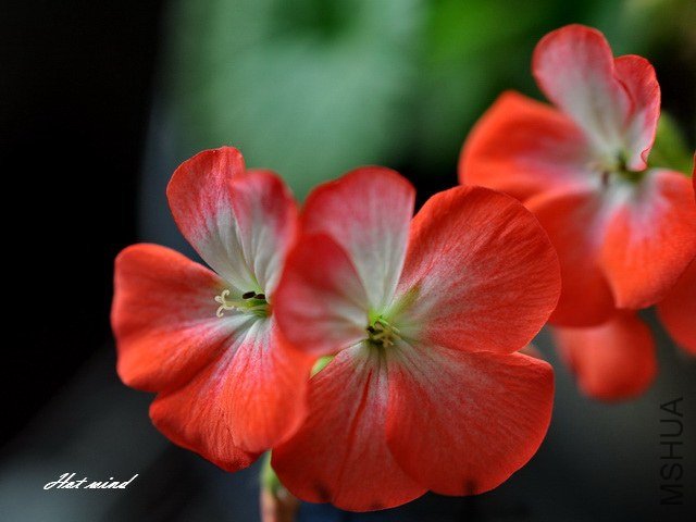 DSC_2816.JPG