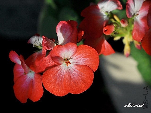 DSC_2820.JPG