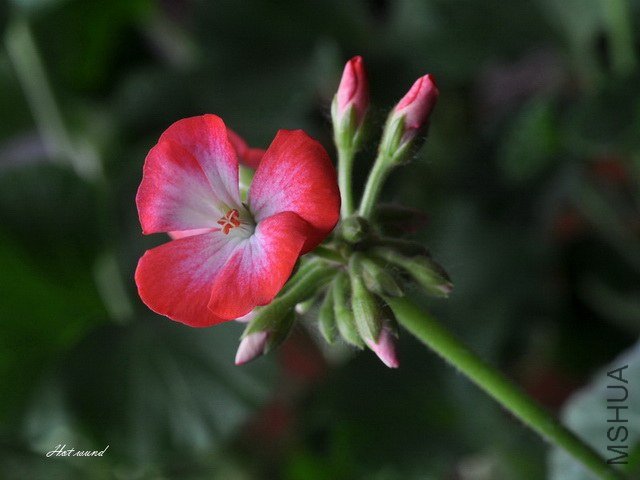 DSC_2970_!.jpg
