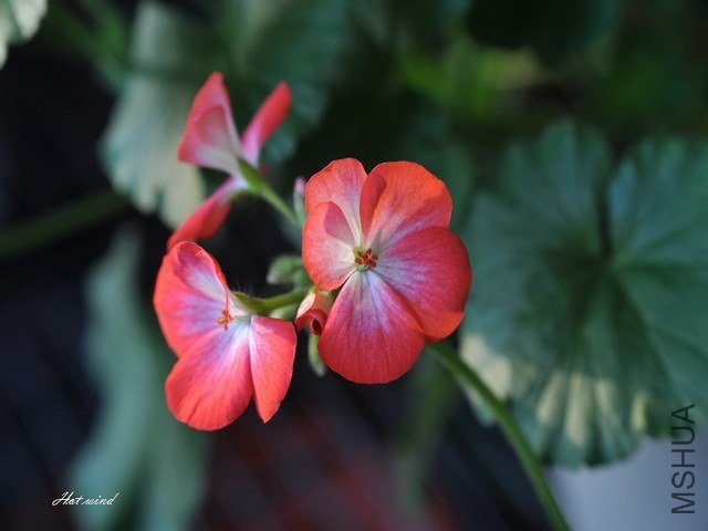 DSC_2851.JPG