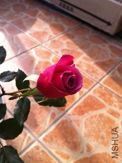 IMG_2615.jpg