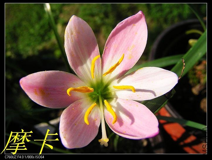 Zephyranthes grandjax.jpg