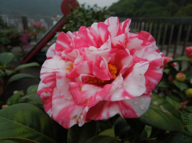 ������С DSCN3867.jpg