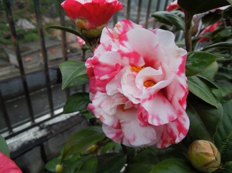 ������С DSCN3869.jpg