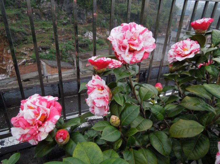 ������С DSCN3863.jpg