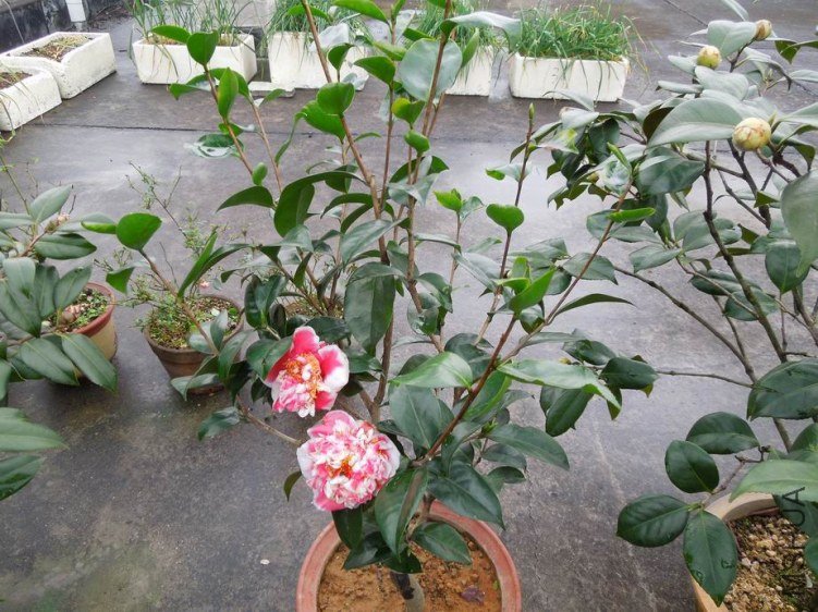 ������С DSCN3876.jpg