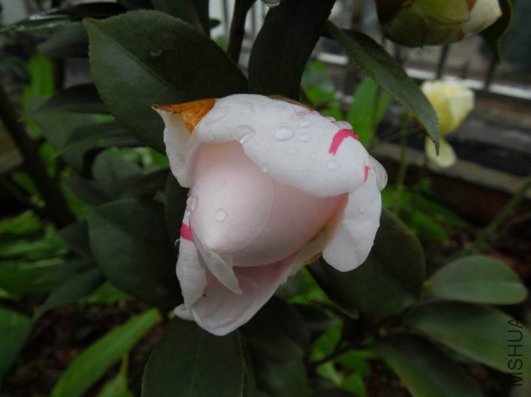 ������С DSCN3882.jpg