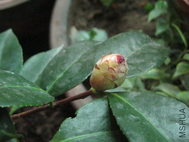 IMG_6094.jpg