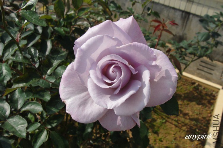 nEO_IMG_DSC07967.jpg