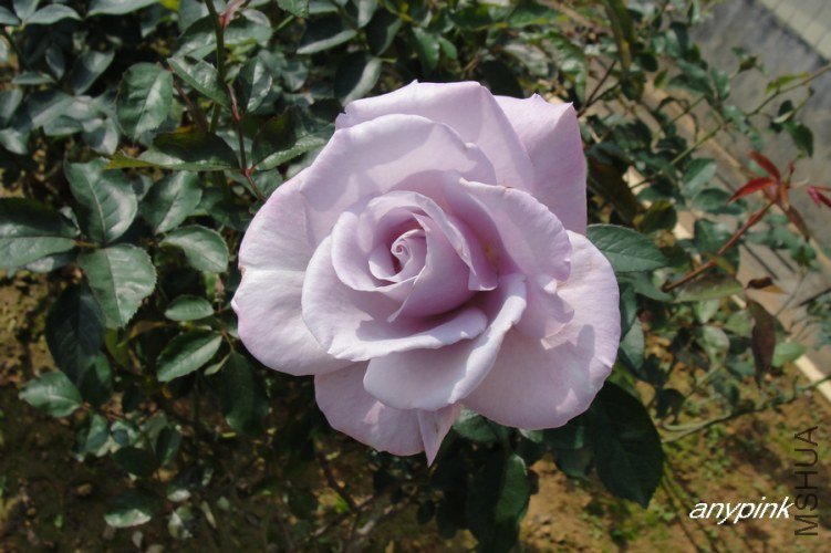nEO_IMG_DSC07969.jpg
