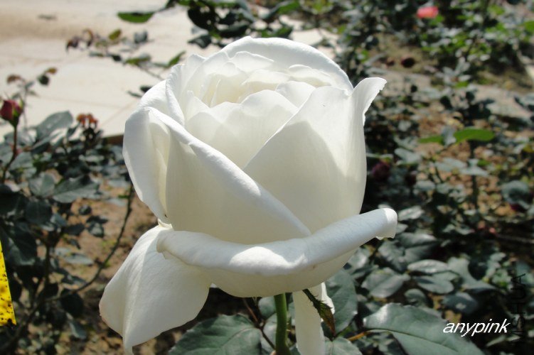 nEO_IMG_DSC07971.jpg
