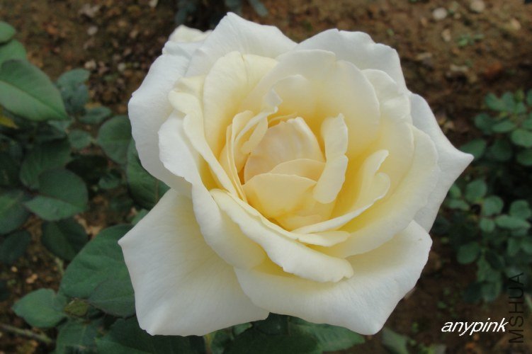 nEO_IMG_DSC07532.jpg