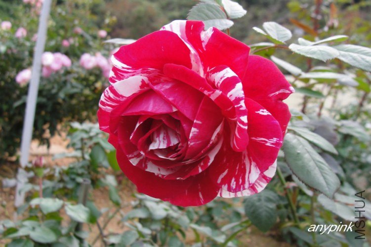 nEO_IMG_DSC08398.jpg