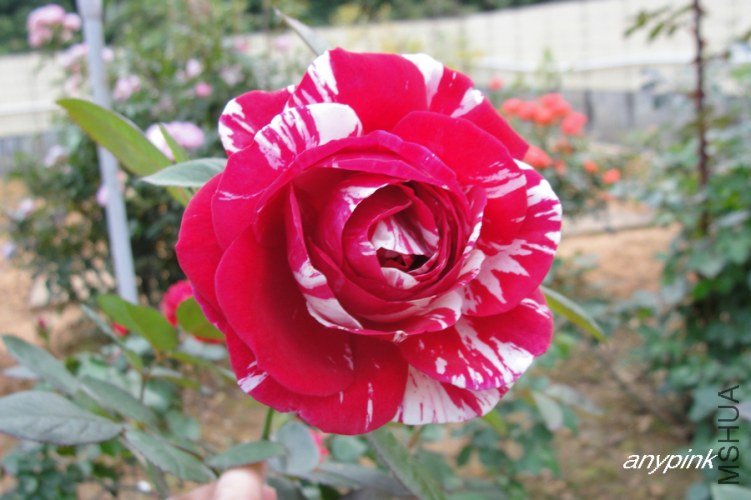 nEO_IMG_DSC08400.jpg
