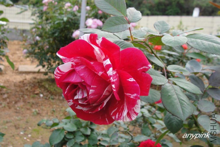 nEO_IMG_DSC08406.jpg