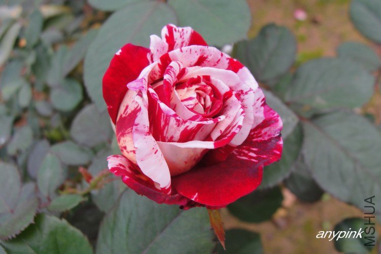 nEO_IMG_DSC08381.jpg