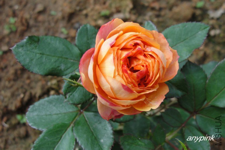 nEO_IMG_DSC07658.jpg
