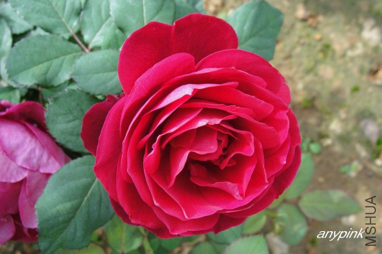 nEO_IMG_DSC07663.jpg