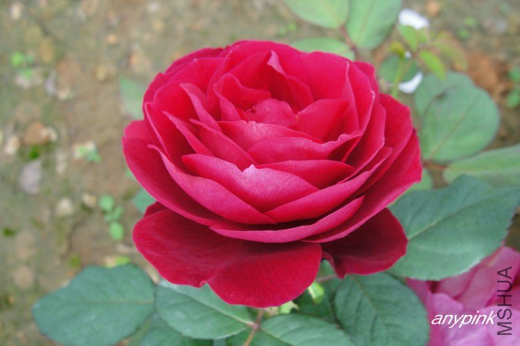 nEO_IMG_DSC07666.jpg