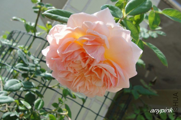 nEO_IMG_DSC07626.jpg