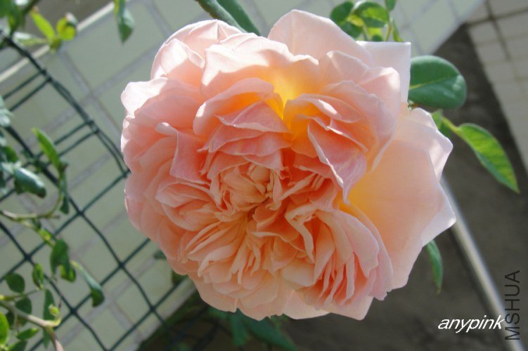 nEO_IMG_DSC07627.jpg