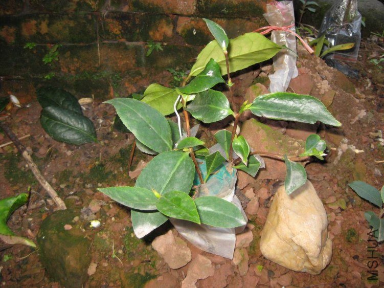 ��֪����