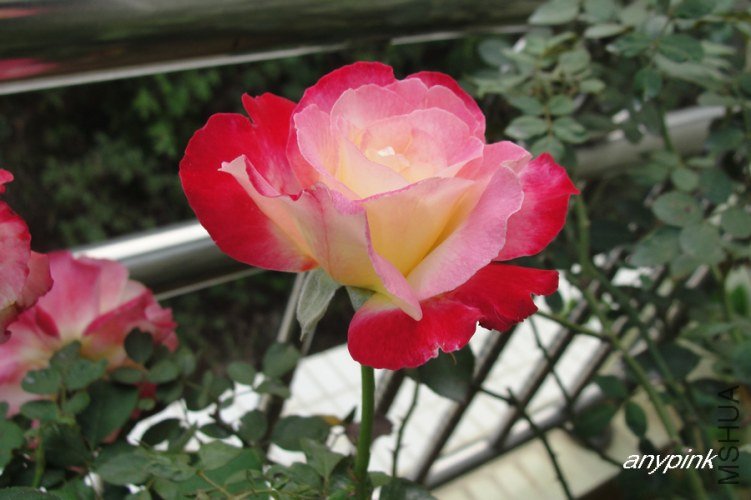 nEO_IMG_DSC07130.jpg