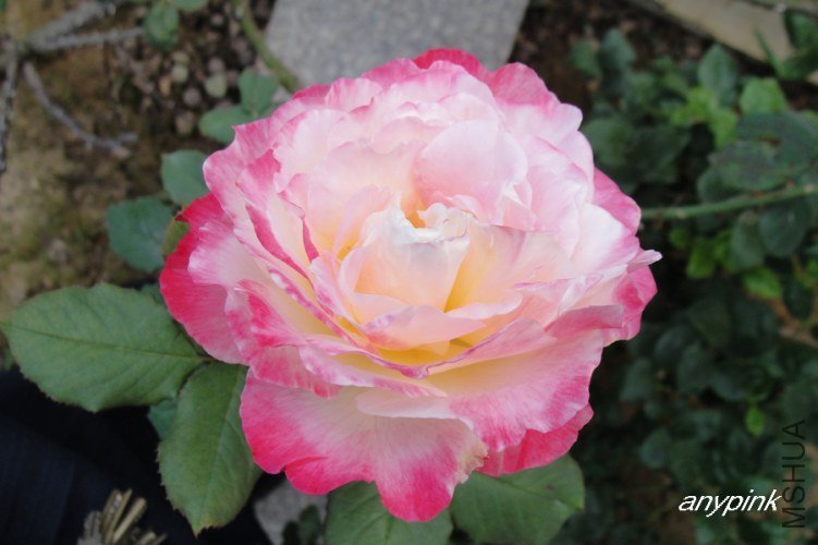 nEO_IMG_DSC08257.jpg