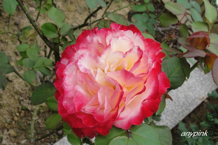nEO_IMG_DSC08191.jpg
