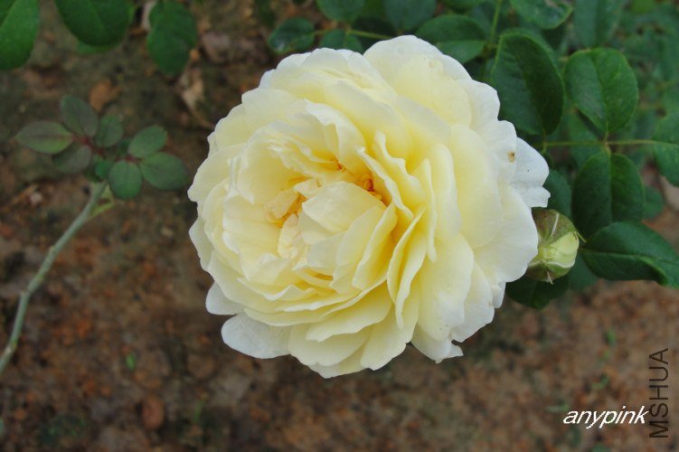 nEO_IMG_DSC07336.jpg