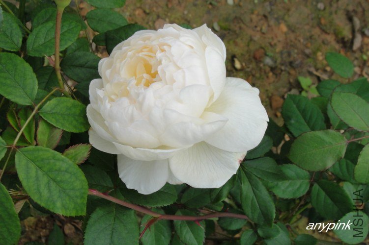 nEO_IMG_DSC08220.jpg