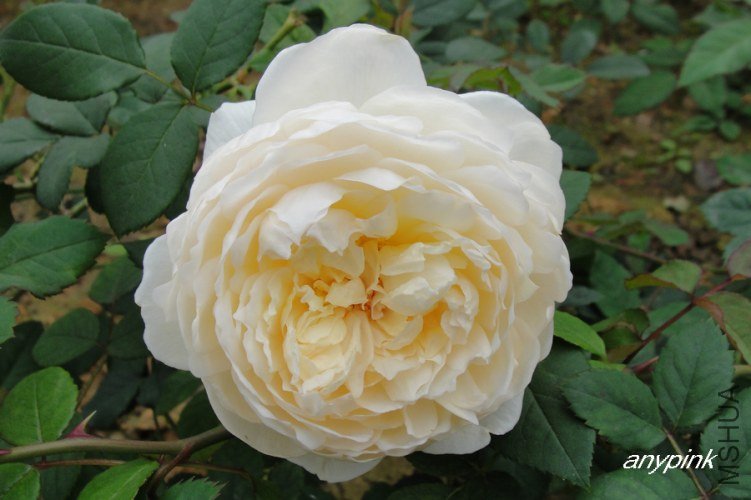 nEO_IMG_DSC08226.jpg