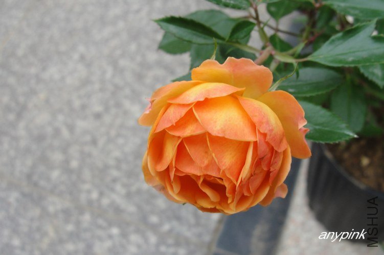 nEO_IMG_DSC07646.jpg