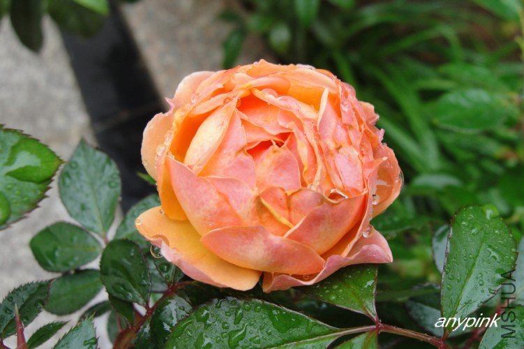 nEO_IMG_DSC07702.jpg