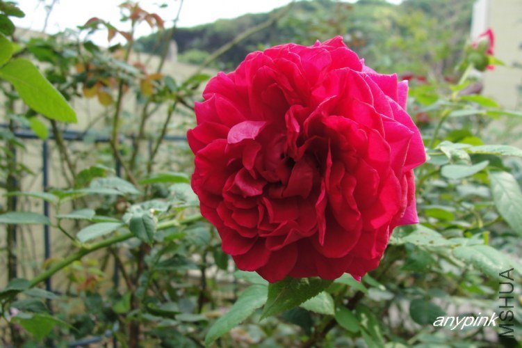 nEO_IMG_DSC06956.jpg