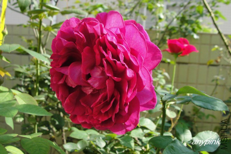 nEO_IMG_DSC07940.jpg