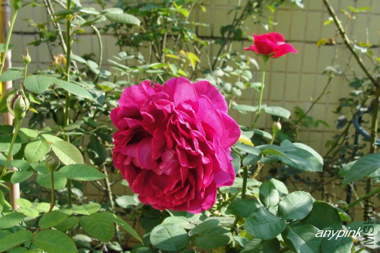 nEO_IMG_DSC07937.jpg