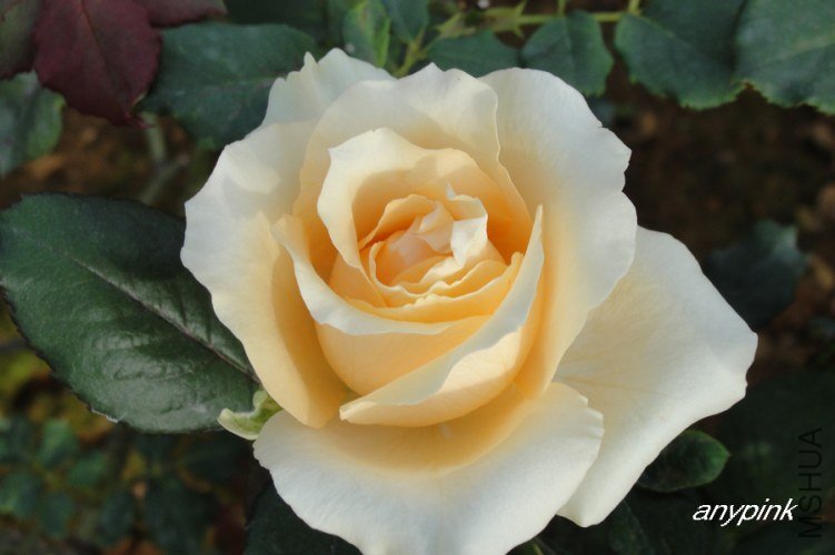 nEO_IMG_DSC07547.jpg