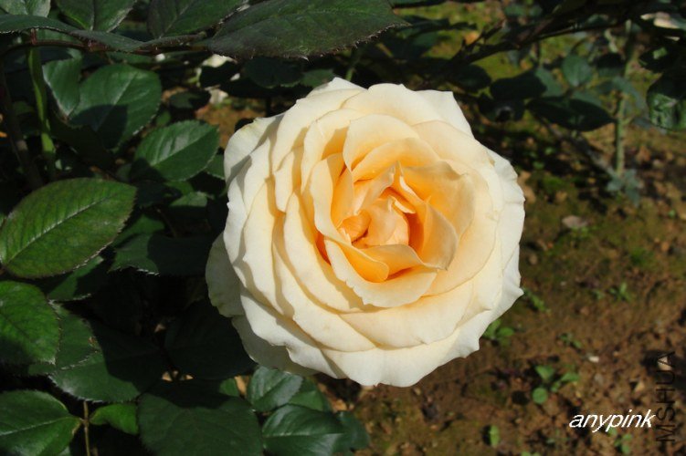 nEO_IMG_DSC07996.jpg