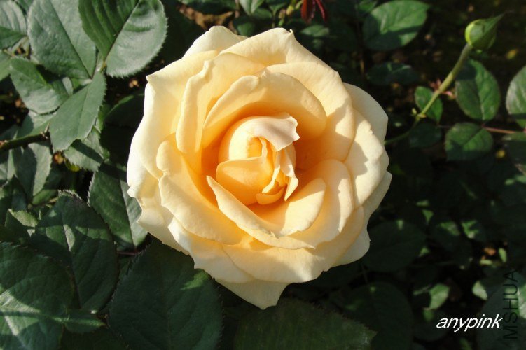 nEO_IMG_DSC07998.jpg